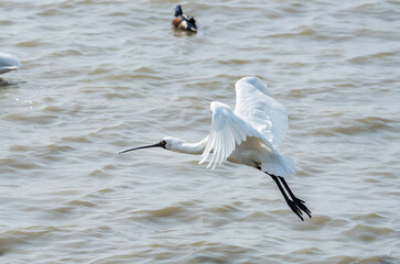 Black-faced Spoonbill at waterland in shenzhen,china