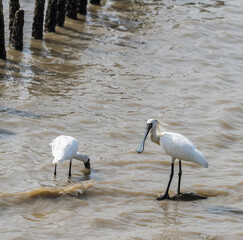 Black-faced Spoonbill at waterland in shenzhen,china