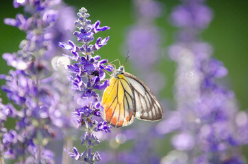 Beautiful butterfly hanging on fresh purple flower bunch over blur nature background in the garden under morning sun light