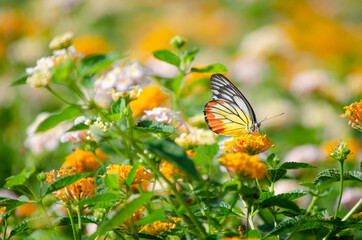 Closed up cute little butterfly on yellow tone over blur colorful floral background