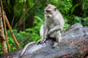 Naklejka na ściany i meble Portrait of monkey sitting on tree in the jungle