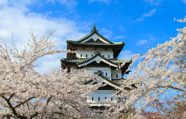 弘前城天守と桜