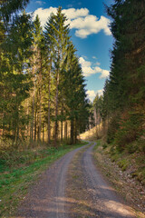 Fototapeta na wymiar Waldweg durch einen sonnigen Fichtenwald