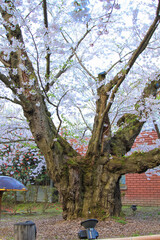 弘前公園 日本最大幹周のソメイヨシノ