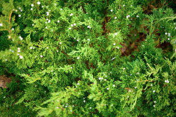 green coniferous tree with cones. great background for design