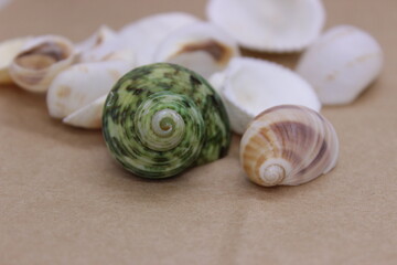 sea shells and brown background