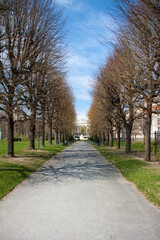 Aesculus hippocastanum HochstammSpalier im Hofgarten Wien