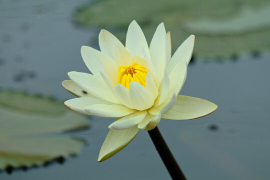 White color water lily or Nymphaeaceae in a pond