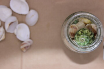 sea shells in a glass jar and sea shell background