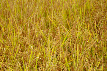 Close up shot of paddy ready to harvest as background