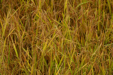 Close up shot of paddy ready to harvest as background