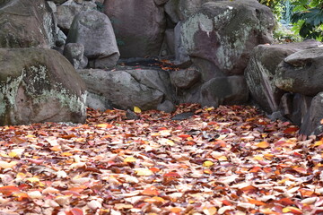 autumn leaves on the ground
