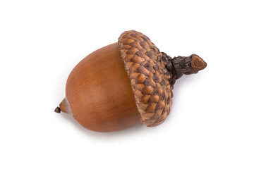 Single ripe acorn © TheFarAwayKingdom