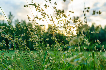 colored summer flowers with blur background