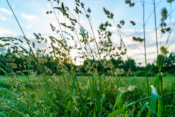 colored summer flowers with blur background