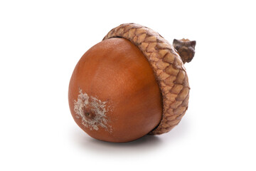 Single ripe acorn