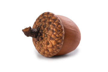 Single ripe acorn