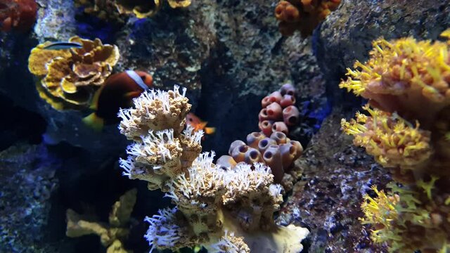 Pretty fish playing among rocks and anemones