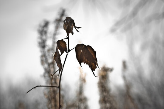 Withered leaves of the plant. Freezing. Autumn concept. Close-up.