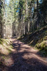 enmpty forest road with tractor car tire track marks