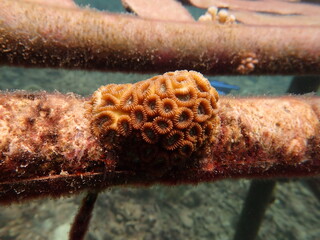 Micro fragment of brain coral at nursery area