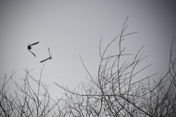 Birds flying over the treetops. Freedom and flight concept. Nature.