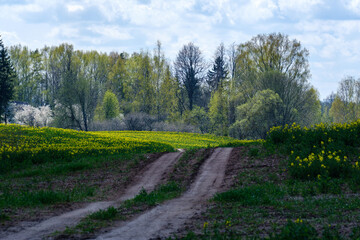 enmpty forest road with tractor car tire track marks