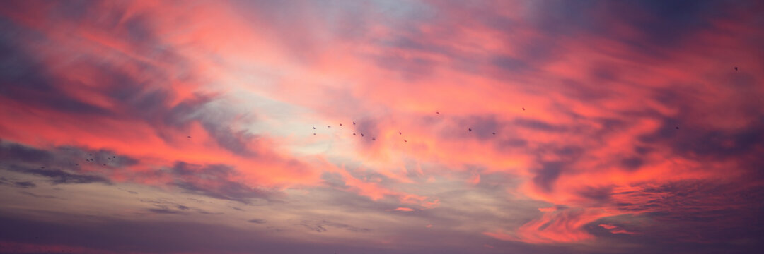 Bright stunning amazing sunset sky with blurry clouds and flock of birds, panorama banner format