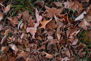 autumn leaves on ground