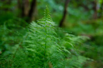 fresh green summer foliage abstract after the rain