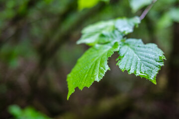 fresh green summer foliage abstract after the rain