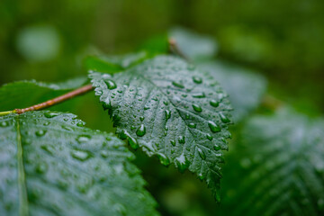 fresh green summer foliage abstract after the rain