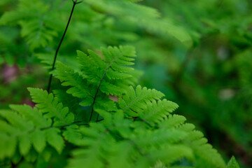 fresh green summer foliage abstract after the rain