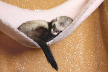 Cute young ferret or weasel in his cage