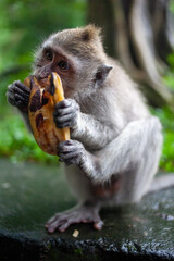 Monkey eating Banana against blurred green background