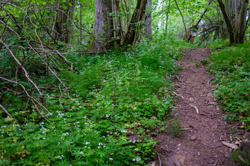 fresh green summer foliage abstract after the rain