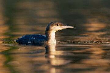 A  black-throated loon swimming in the setting sun in the Netherlands.