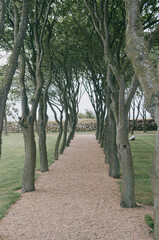 Kleine Allee auf dem Kirchhof