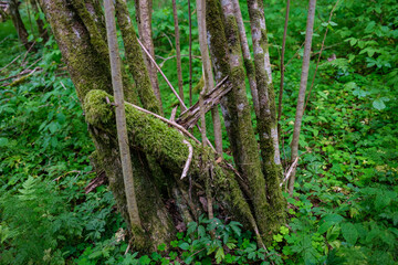 Obraz premium fresh green summer foliage abstract after the rain