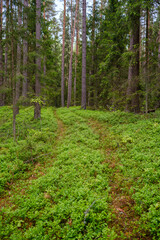 enmpty forest road with tractor car tire track marks