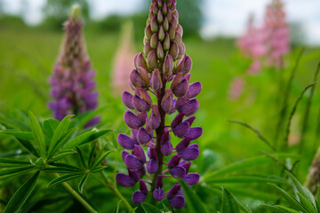 colored summer flowers with blur background