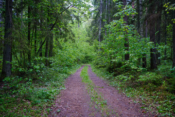 enmpty forest road with tractor car tire track marks
