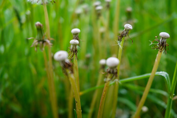 fresh green summer foliage abstract after the rain