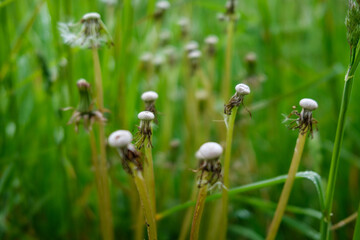 fresh green summer foliage abstract after the rain
