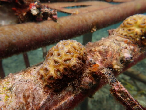 Micro fragment of brain coral at nursery area