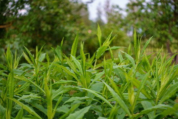 fresh green summer foliage abstract after the rain
