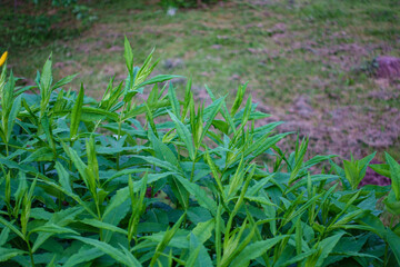 fresh green summer foliage abstract after the rain