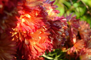 Beautiful drop of water morning dew on petal of chrysanthemum flower with summer spring reflection close-up macro in nature
