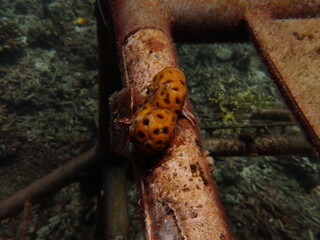 Micro fragment of brain coral at nursery area