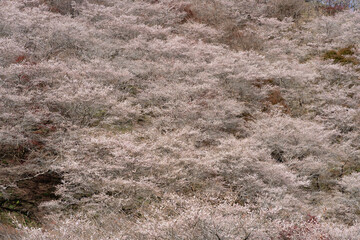 満開の川見四季桜と紅葉
